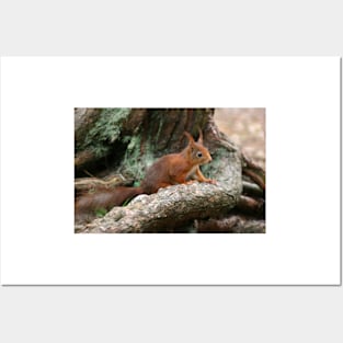 Red Squirrel, May 2019 Posters and Art